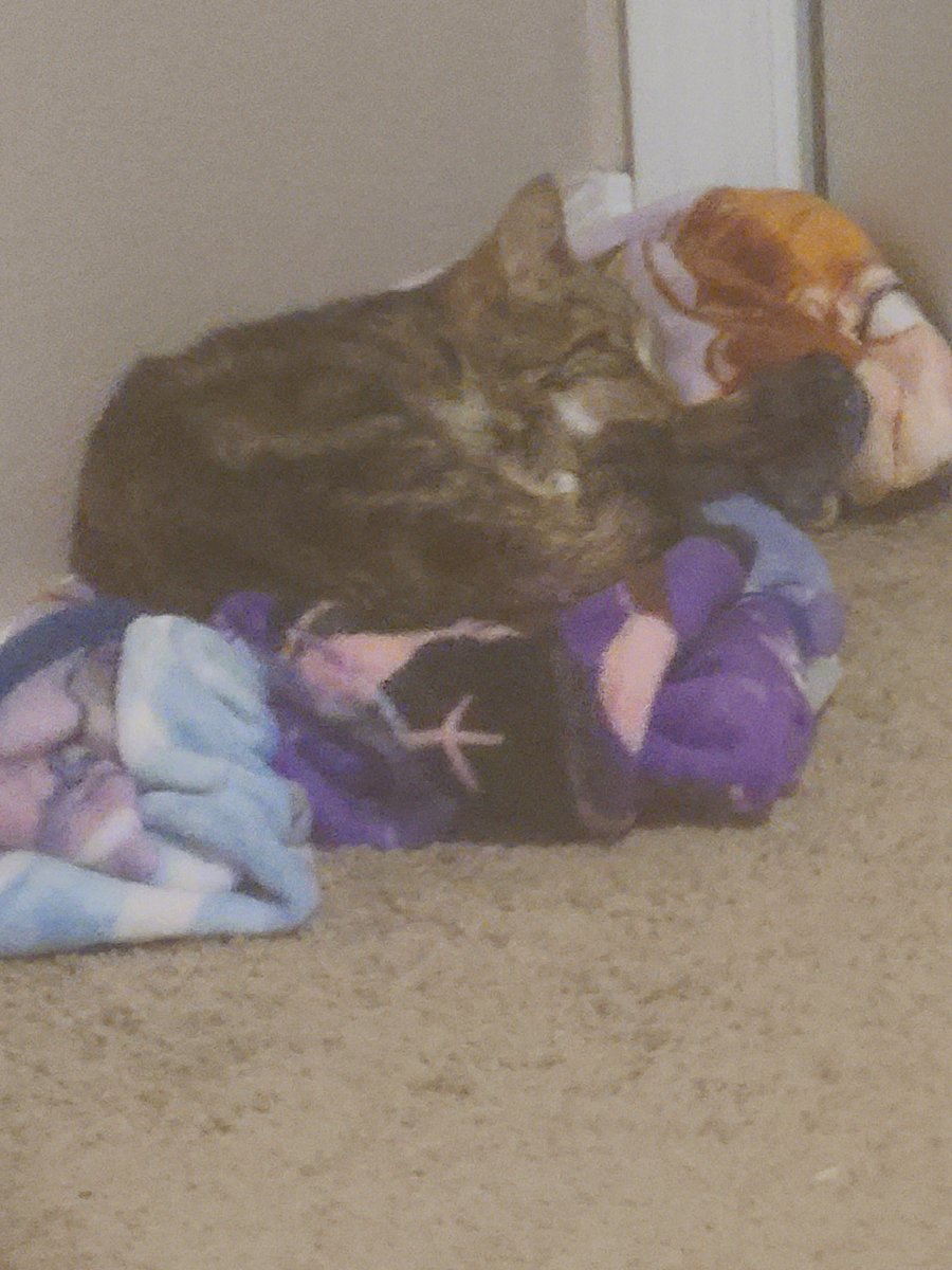 MysteriaVT's tweet photo. Rest in peace, Lucy. You were the sweetest kitten I ever met.. I don't know how to go on without you. https://t.co/WYJhqX6ARC