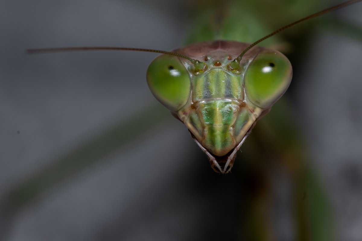 Sky__The__Husky's tweet photo. Praying Mantis 10-29-2022
#nikon #nikond3500 #nikonphotography #nikonphoto #adobe #lightroom #adobelightroom #lightroomedits #lightroomediting #photography #photographylovers #macro #macrophotography #macrophoto #prayingmantismacro #prayingmantis https://t.co/X4vyheIAwt
