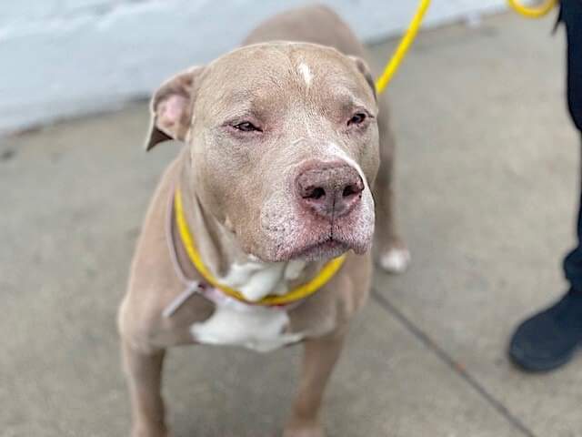 MyBoxerLuvMac1's tweet photo. 💔Perseus💔
#NYCACC #159411
▪️To Be Killed: 12/10💉
▪️Just $210 Pledges
▪To #Adopt/#Foster:
▪️Pls DM:
@SuzanneSugar @CathyPolicky
Or
▪Pls 📧:
nycdogslivesmatter@gmail.com
+
▪Fcbk Notes:
https://t.co/fJVgBvcGu5
▪Solo Pet
▪Live in N.East
▪No kids under 13
Tysvm
💗Perseus https://t.co/LaKo6L11eX