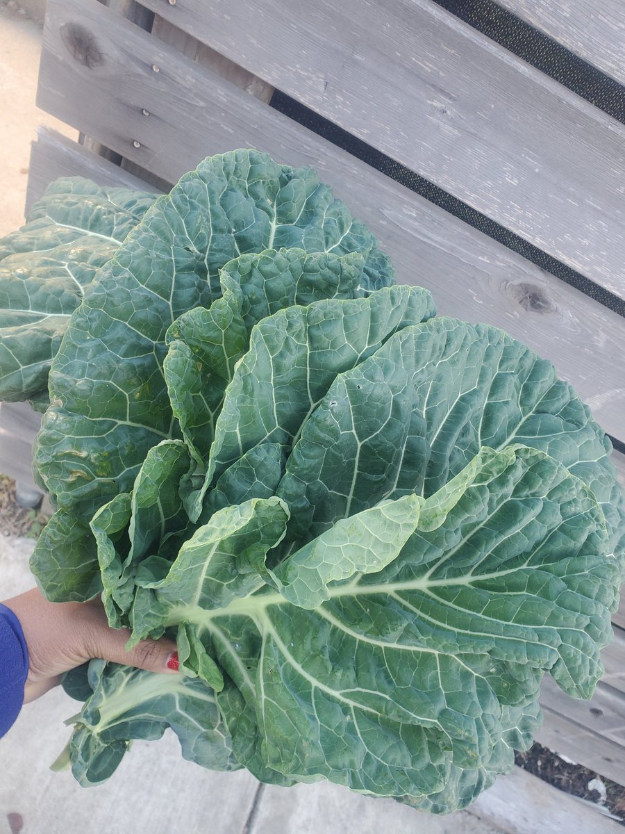 Just picked these from our school garden! I can't wait to cook them this weekend.😋 <a href="/panamcs2008/">Pan American Academy Charter School</a> #collards #freshveggies #urbangarden