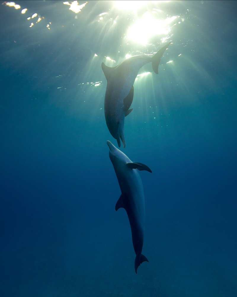 WildQuestBimini's tweet photo. Honoured that two of our photos were selected for awards this year!
This is one of our winning shots taken by @atmoji & now available to buy as a print in our online shop:
https://t.co/XEZF4pzpen
#WildQuest #Bimini #dolphins #wildlifephotography https://t.co/VVUOCYrLEF