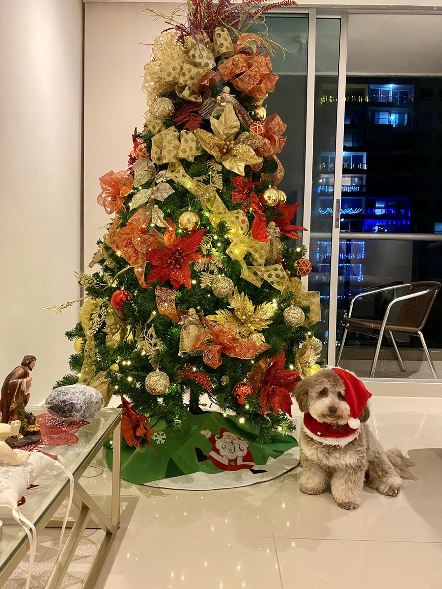 marichy0211's tweet photo. Eres mi postal más linda de navidad 🎄 🐶 #navidadperruna #dog #maltipoo #max #pets https://t.co/ibRI6Bz9It
