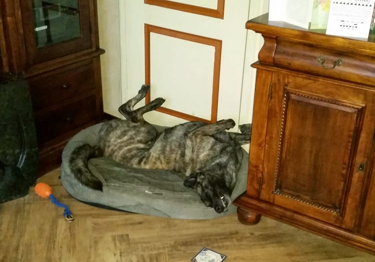 Ella van Ham tweet media