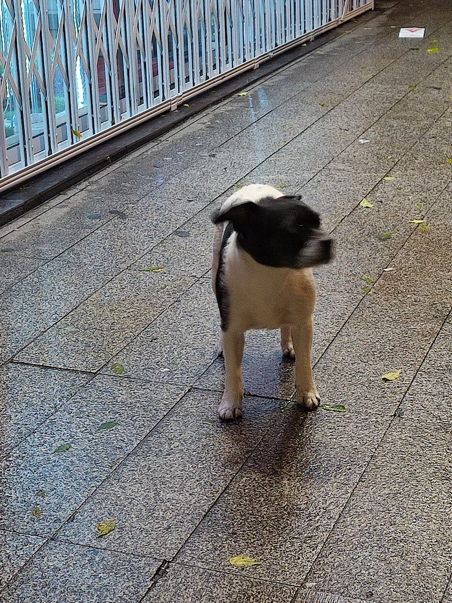 InkedJotaa's tweet photo. Un perro se ha escapado de una casa, está rondando por la calle mayor, es ciego de un ojo @PoliciaAlcorcon @Hardcorcon https://t.co/TF0vUjZMr9