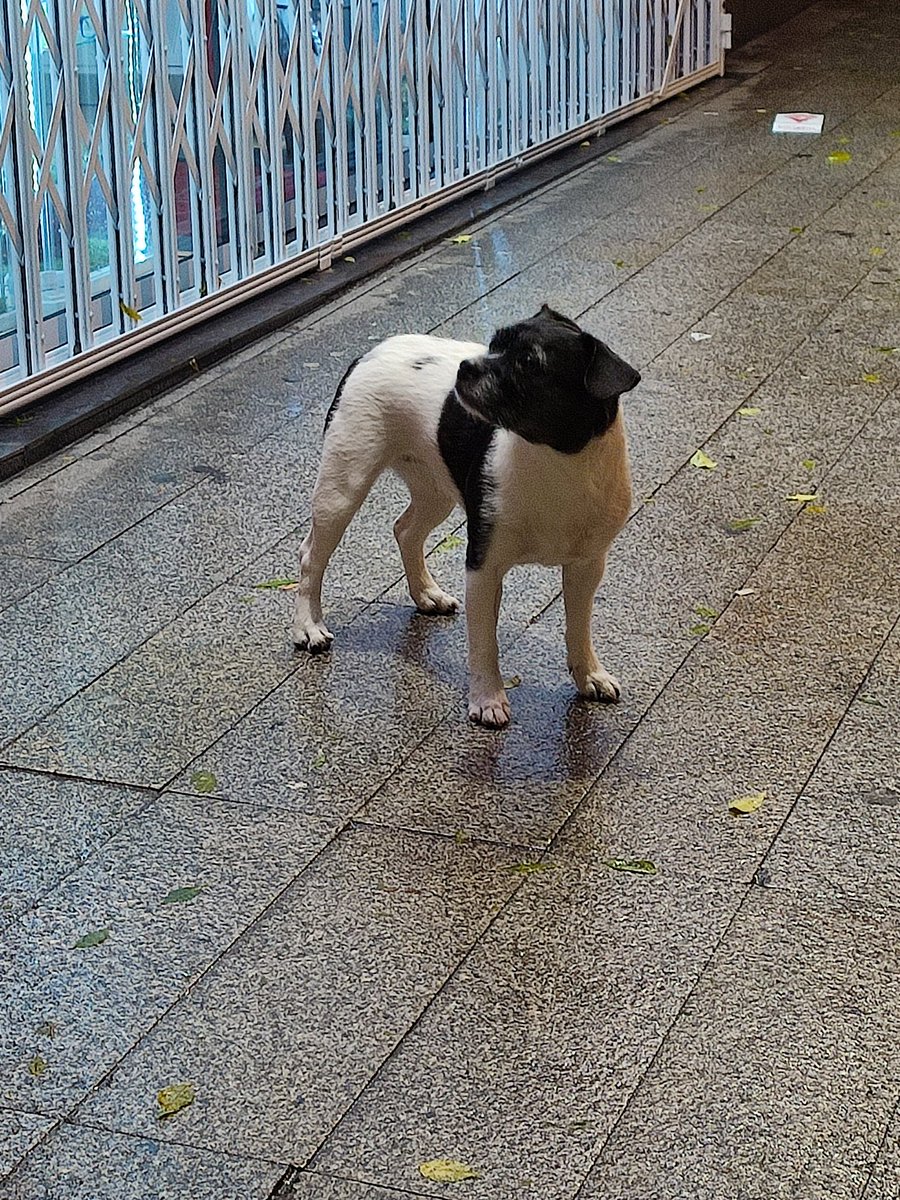 InkedJotaa's tweet photo. Un perro se ha escapado de una casa, está rondando por la calle mayor, es ciego de un ojo @PoliciaAlcorcon @Hardcorcon https://t.co/TF0vUjZMr9