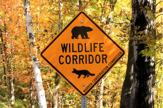 Excited to lead this webinar on #LandscapeConnectivity conservation in NE North America with great Canadian and US partners on 15 Dec, 12-1pm EST. Highly relevant to key themes at this week’s #COP15 UN Biodiversity Conference. <a href="/qlfnews/">QLF</a> <a href="/NCC_CNC/">NatureConservancy.ca | Conservationdelanature.ca</a> @VTFishWildlife