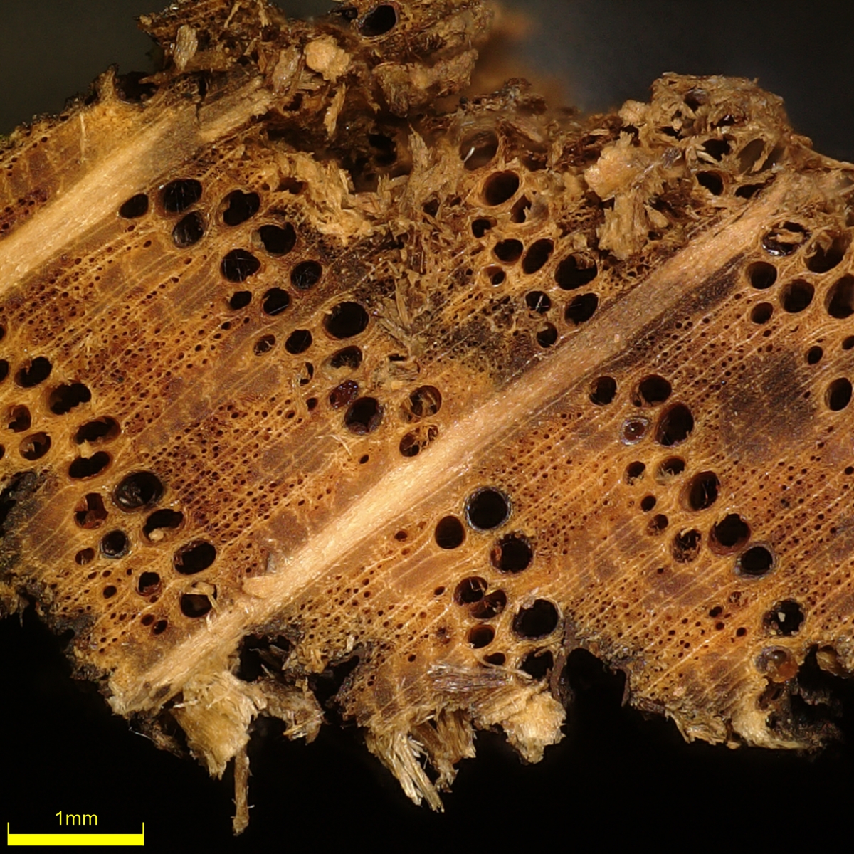 V Kostanjevici so restavrirali 60 let star hrastov kip - Japonski festival. Ponosni smo, da smo del te zgodbe. Več o analizah: dirros.openscience.si/IzpisGradiva.p…
Novica: rtvslo.si/kultura/vizual… <a href="/UL_BioTech/">UL, Biotehniška fakulteta</a> <a href="/GalerijaBJ/">Galerija Božidar Jakac</a>