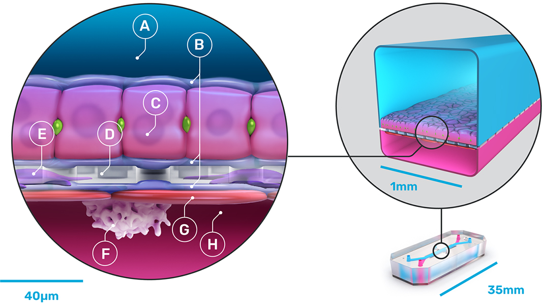 The results of a study in <a href="/CommsMedicine/">Communications Medicine</a> show how incorporating predictive Organ-Chips into drug development workflows could substantially improve drug discovery and development. go.nature.com/3iRoluc