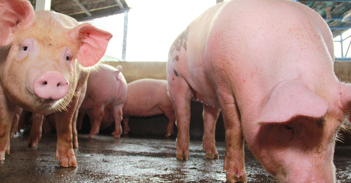 FarmsSwine's tweet photo. Strep Zoo Outbreak Demonstrates Value of African Swine Fever Rule-Out Testing
The outbreak was on a 5,000 sow operation where 69 sows died. Symptoms are similar to #ASF so it's important to rule that out.
More on the #StrepZoo cases: https://t.co/jwmadZoTmO
#PigHealth #Swine https://t.co/yqZkucioSI