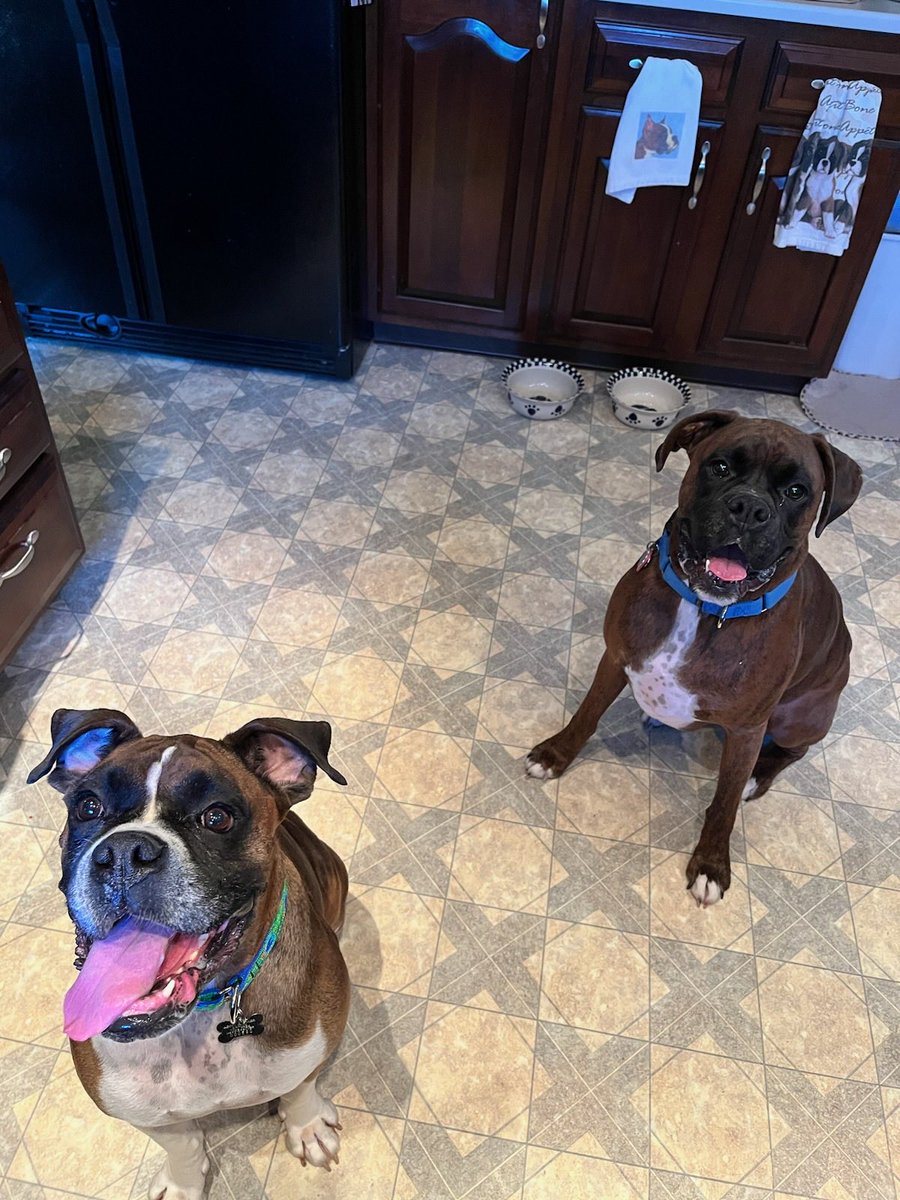 Shelby (front)is a happy girl. Returned to rescue after a home reconsidered having a dog.She’s now back in our hands. Fostered in the Harrisburg area with a male boxer. Shelby is a doll. Kid &dog friendly. #adoptme #boxerdog #adoptdontshop #boxergirl #rescuedog #saynotopuppymills