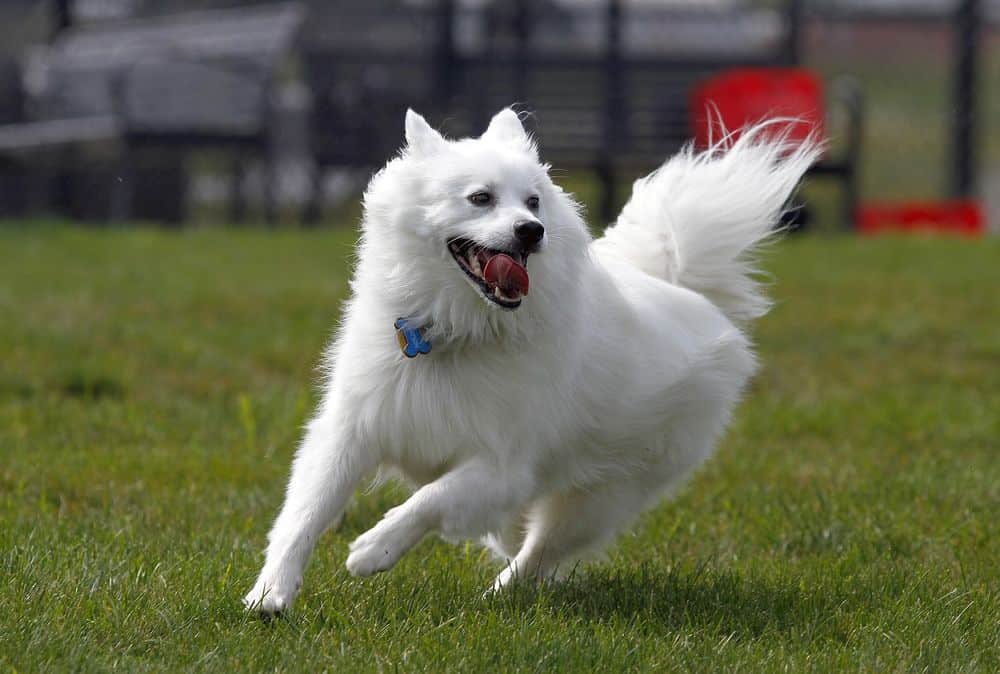 touchofneem's tweet photo. “When the dog looks at you, the dog is not thinking what kind of a person you are. #dogs_Lovers #BuyBlack #BlackLivesMatter    #DogsofTwittter #Ilovedogs #dogs_Lovers #pets #touchofneem #doglives #dogsfreedom #Dog_Lovers #Rescuedogs #Petlife #olddogs #dogsobedience #Twitterdogs https://t.co/VR2ciIziZU