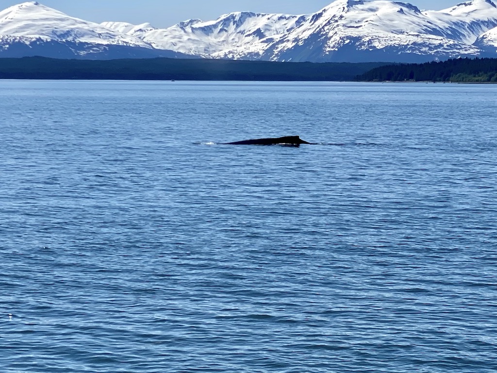 TravelsEndless's tweet photo. We share our experience on a Juneau whale watching and Mendenhall Glacier tour.  It was a perfect combo tour for us, and we couldn't have had a better day for it.

#Juneau #WhaleWatching #CruiseExcursion

https://t.co/nbbnK00TTh https://t.co/fwohHKPVbf
