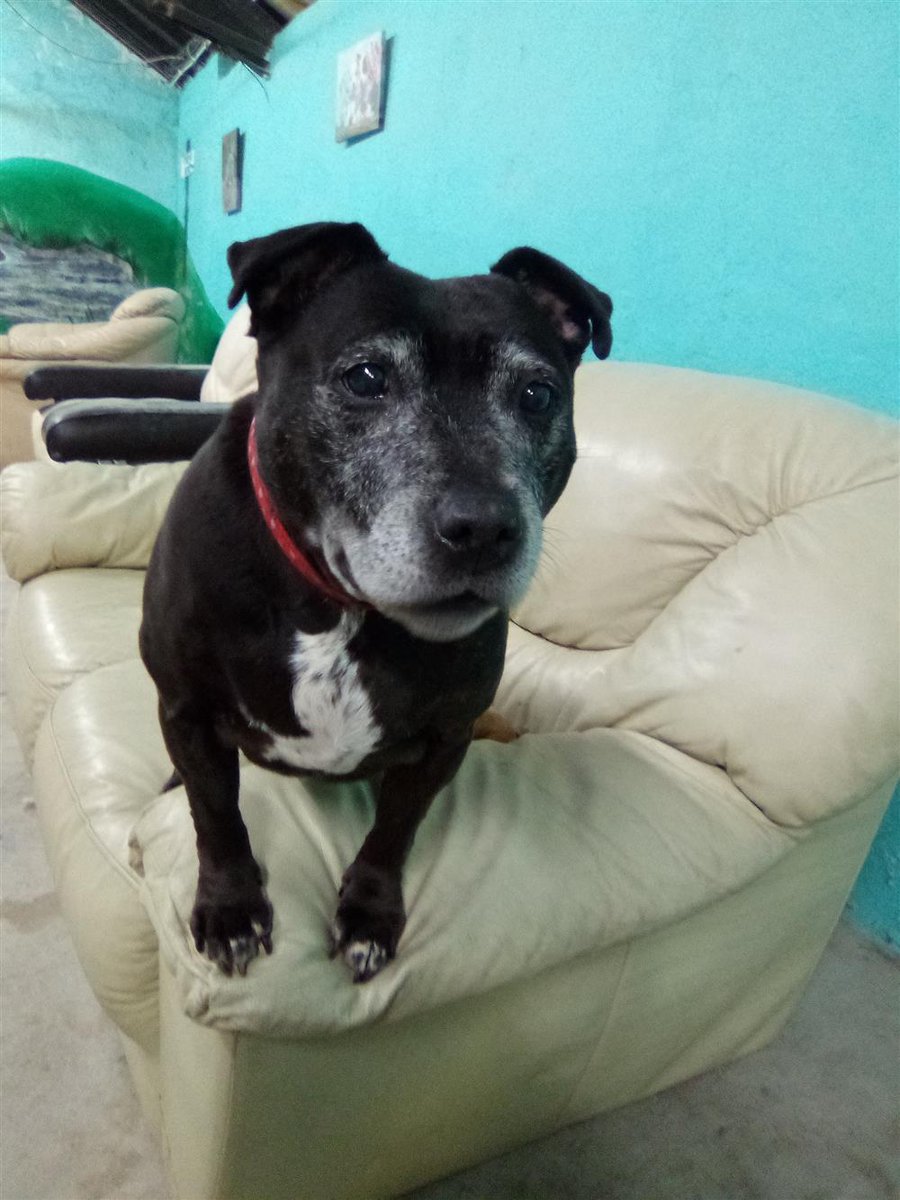Please retweet to help Molly find a home #NEWCASTLE #ENGLAND Lovely Staffordshire Bull Terrier aged 9. She can live with children aged 10+ and possibly with an older calm dog, please share let's get her a home asap🐶✅ DETAILS or APPLY👇 dogandcatshelter.com/molly/ #dogs