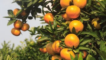 Florida's orange production could be the lowest season since WWII. #foodservicesupplychain
supplychainscene.org/resources/news…