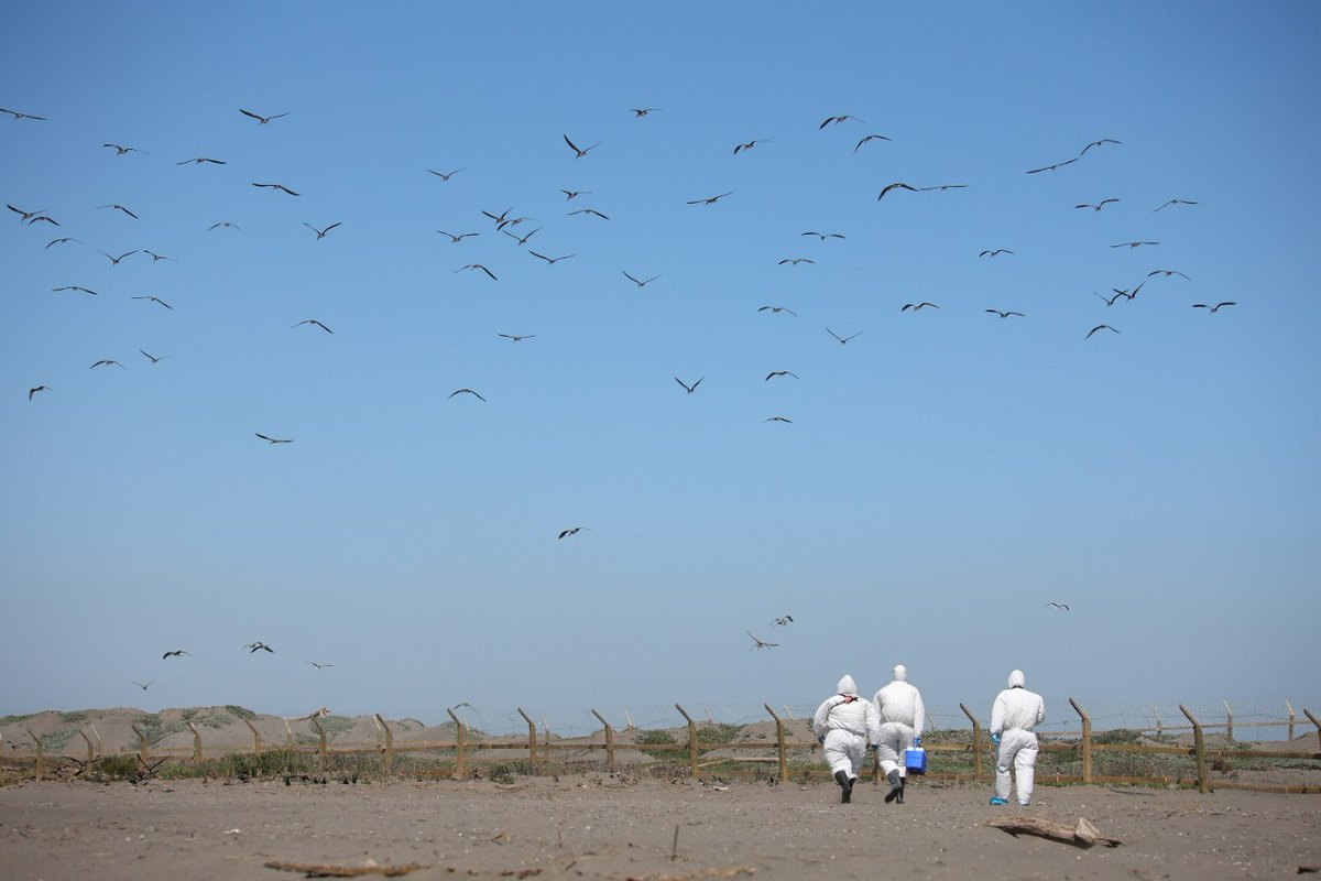 Tras confirmación de influenza aviar de alta patogenicidad en aves silvestres del norte de Chile, <a href="/sagchile/">SAG</a> reitera el llamado a colaborar: si encuentras aves muertas avisa a oficinas SAG, llama al 223451100, en horario inhábil al +56969089780 o oficina.informaciones@sag.gob.cl