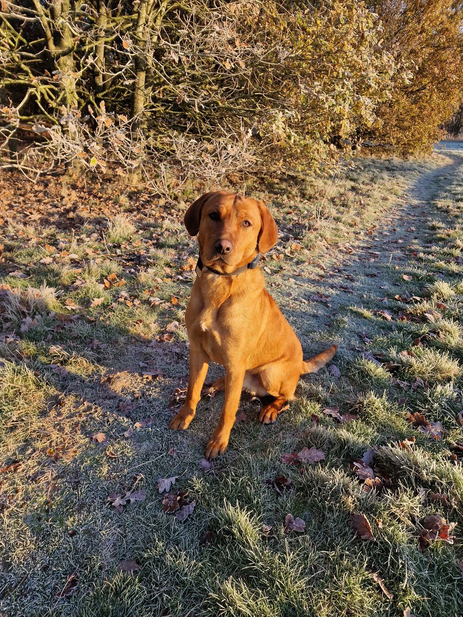 Very proud to say that TPD Rudy is now PD Rudy after successfully completing his drugs, cash and firearms search course. Such a great dog, brilliant personality and real drive to work. Here's to hopefully years if success