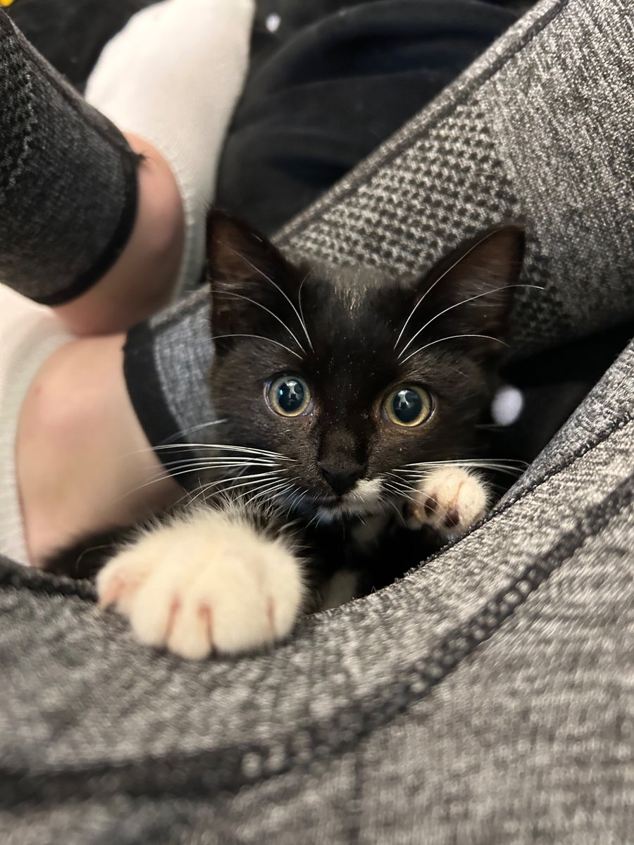 SaraWThinks's tweet photo. Least surprising reveal ever: we’re keeping her https://t.co/YlD7TApqSt