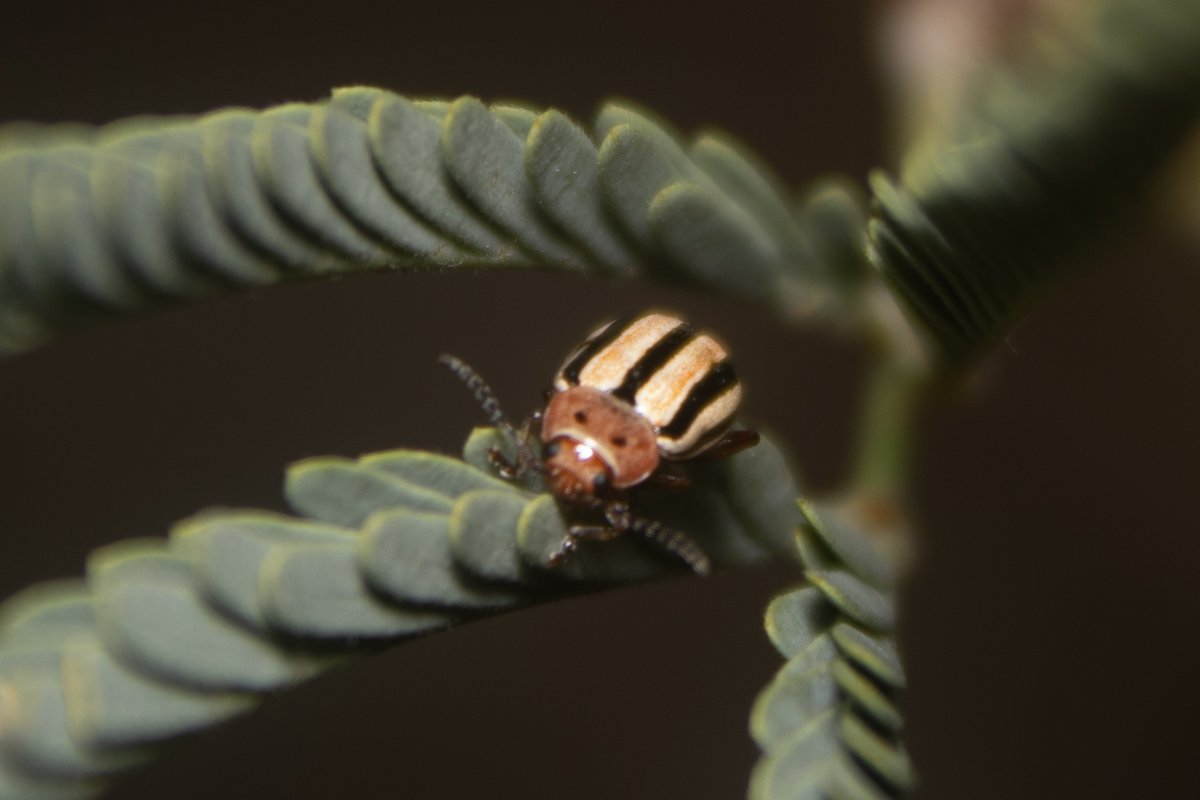 TomeoftheAbsurd's tweet photo. Entry #984544
Disonycha arizonae
These #flea #beetles have powerfulul hind legs with which to leap away from danger. They eat the stems and leaves of plants, hiding in soil when the weather doesn't suit them. https://t.co/Y3D2iQ8TuR