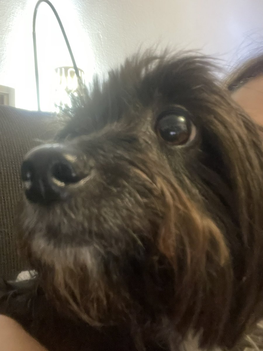 coviola's tweet photo. Tus petardos @AD_ANAZA no valen su vida!!!! #stoppirotecnia #petardosno #crimencontralosanimales https://t.co/QSa1lCeeBV