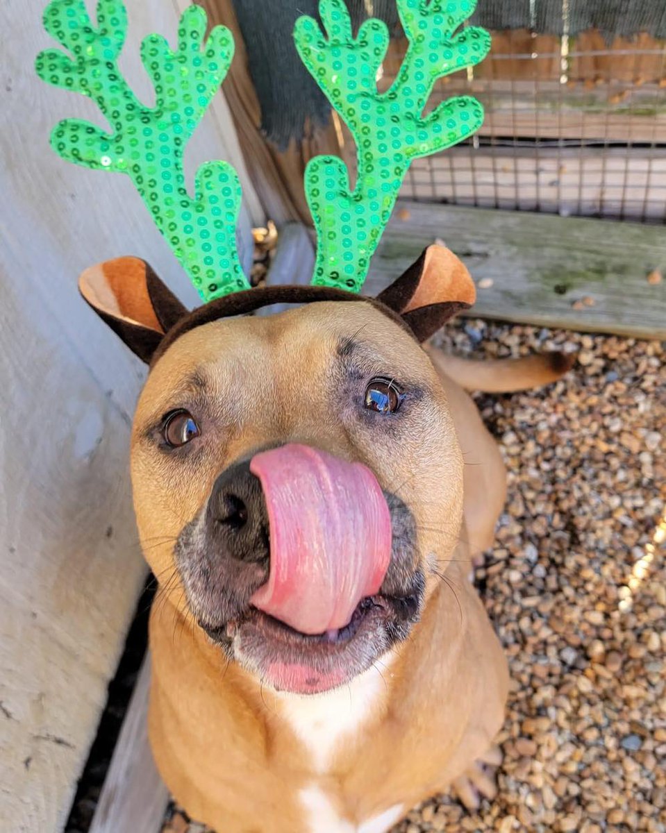 PeninsulaSPCA's tweet photo. Rufus is full of holiday spirit! He's a 6yr old Terrier mix who's housebroken & loves going on walks! He's our longest resident & we would love to see him in a #HomefortheHolidays! Adoption fees are 1/2 off thanks to Priority Automotive, so come meet him today!๐ฆด๐๐ #findyourmax https://t.co/sk1FHYDwr1