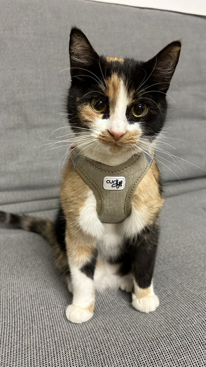 pitti 🐶🐶 🐱💻 🍺 tweet media