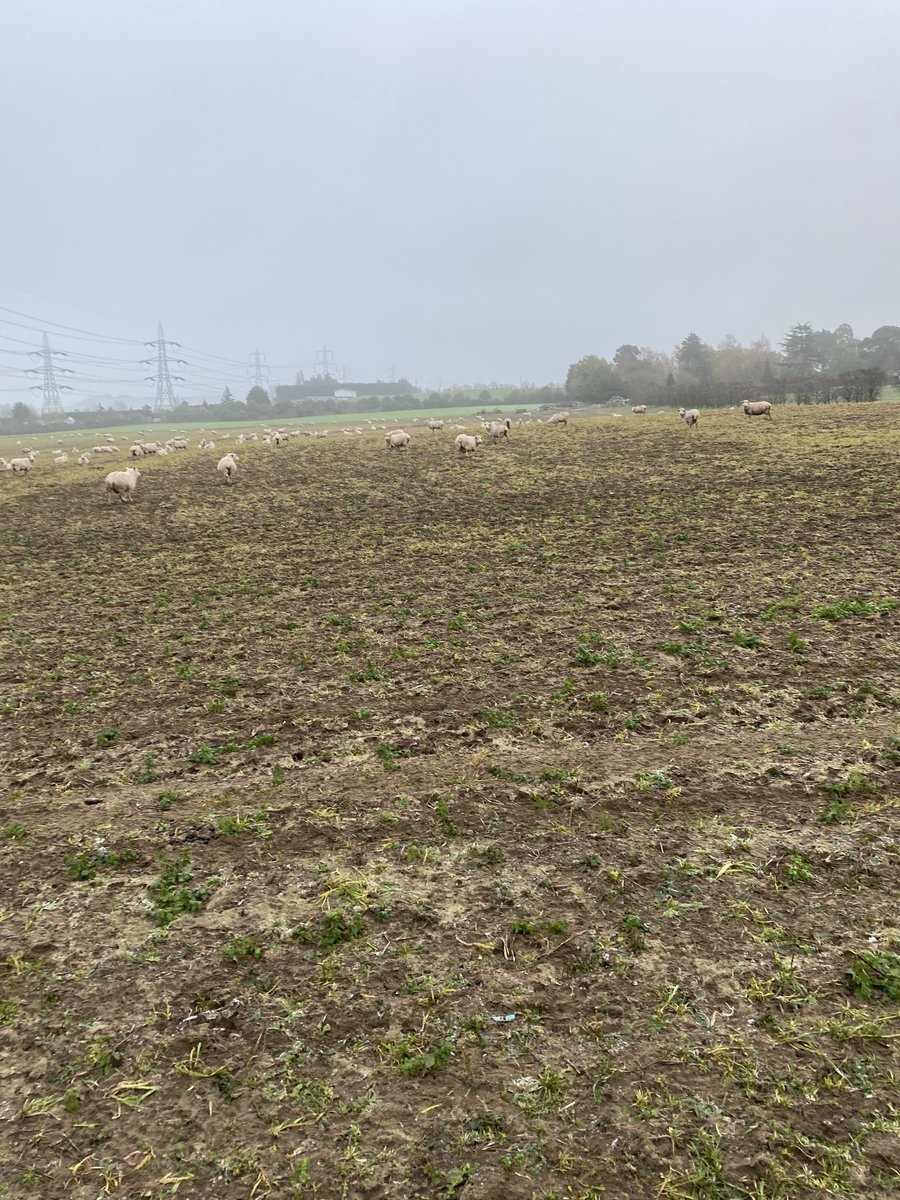 Ewes tidying up stubble on light land.Always trying to improve soil.