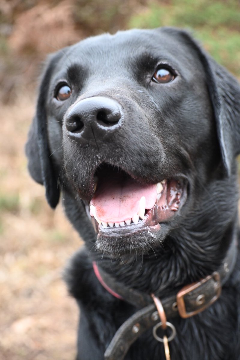 Dog tales 

The adventures of Ted 

Have to watch “the traitors” on BBC iPlayer

It takes one episode to watch and then you are hooked

   #doglife #theadventuresofted  #mydogiscutest  #mydogisthecutest  #dogsoftwitter  #labradorsoftwitter #labradorretriever  #labradorsoftwitter