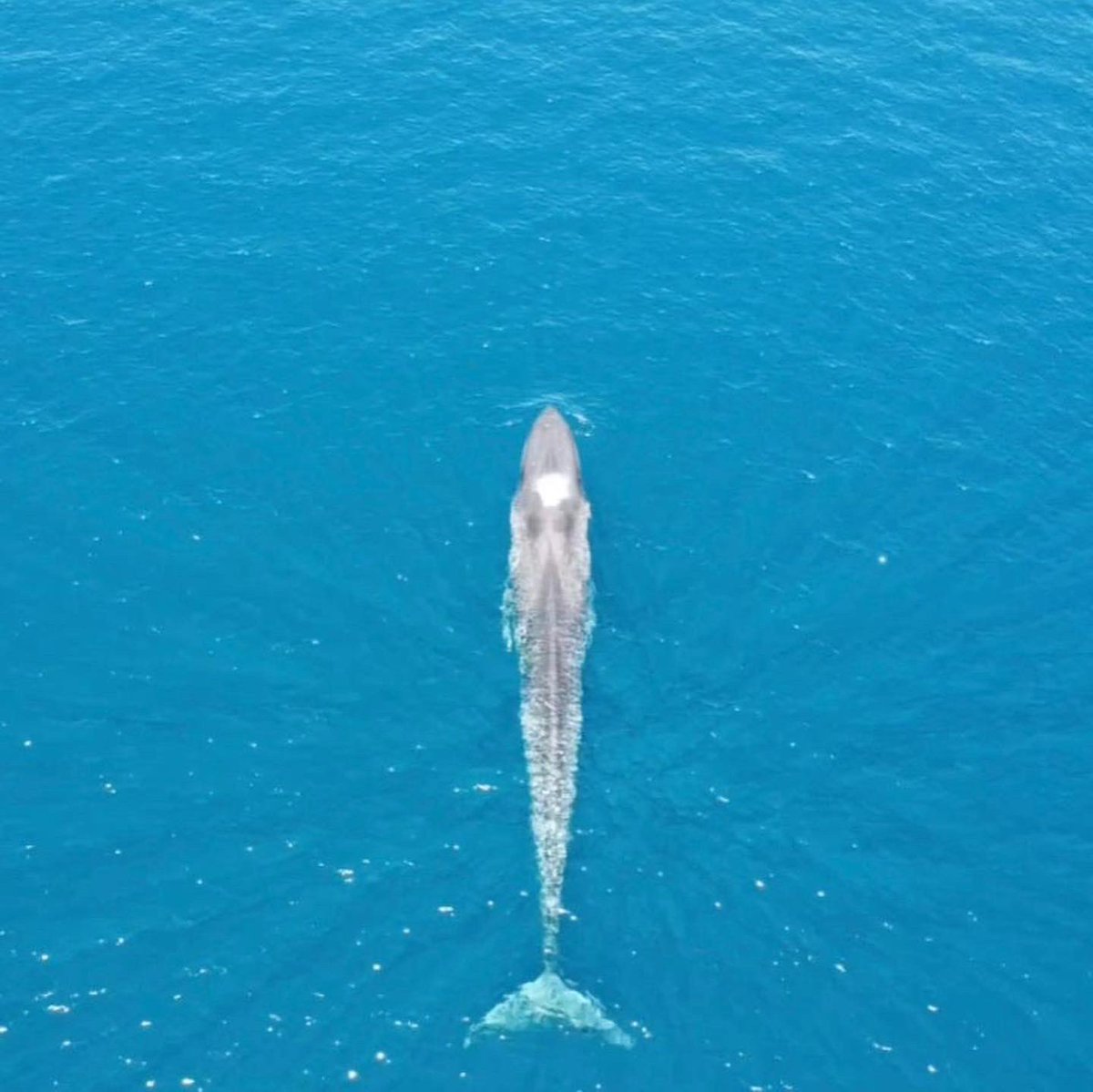 ProjectSeagrass's tweet photo. We’ve been out mapping Seagrass in Hera, Timor-Leste with Blue Ventures over the last week and had a surprise visitor from the largest animal on the planet 🌏 🐋 🌱 https://t.co/6WpHQNfwkw