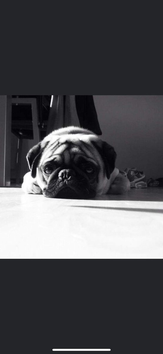 Nala, Aquiles y Orión tweet media