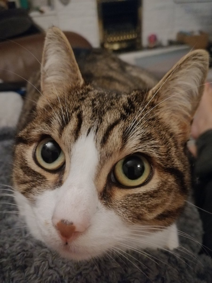 Paulapickle13's tweet photo. When trixie looks behind me as if someone's there...... Why do cats like freaking us out? #CatsOfTwitter #CatsOnTwitter https://t.co/g1HxToMh1B