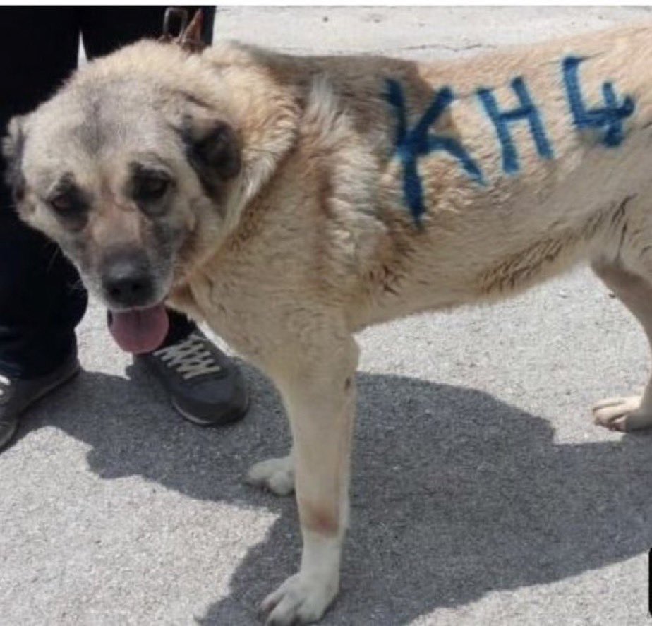 Koruyanlara değil zarar verenlere BARİKAT!
Konya’da ortalığa saçılan rezillikler Türkiye’deki barınak gerçeğinin bir yansımasıdır. 
Çukurun dibi görünmüyor! 
Deney, işkence, kötü muamele gibi iddiaların araştırılması,gerçeklerin ortaya çıkarılması gerekiyor. 
#KonyadaNeOluyor