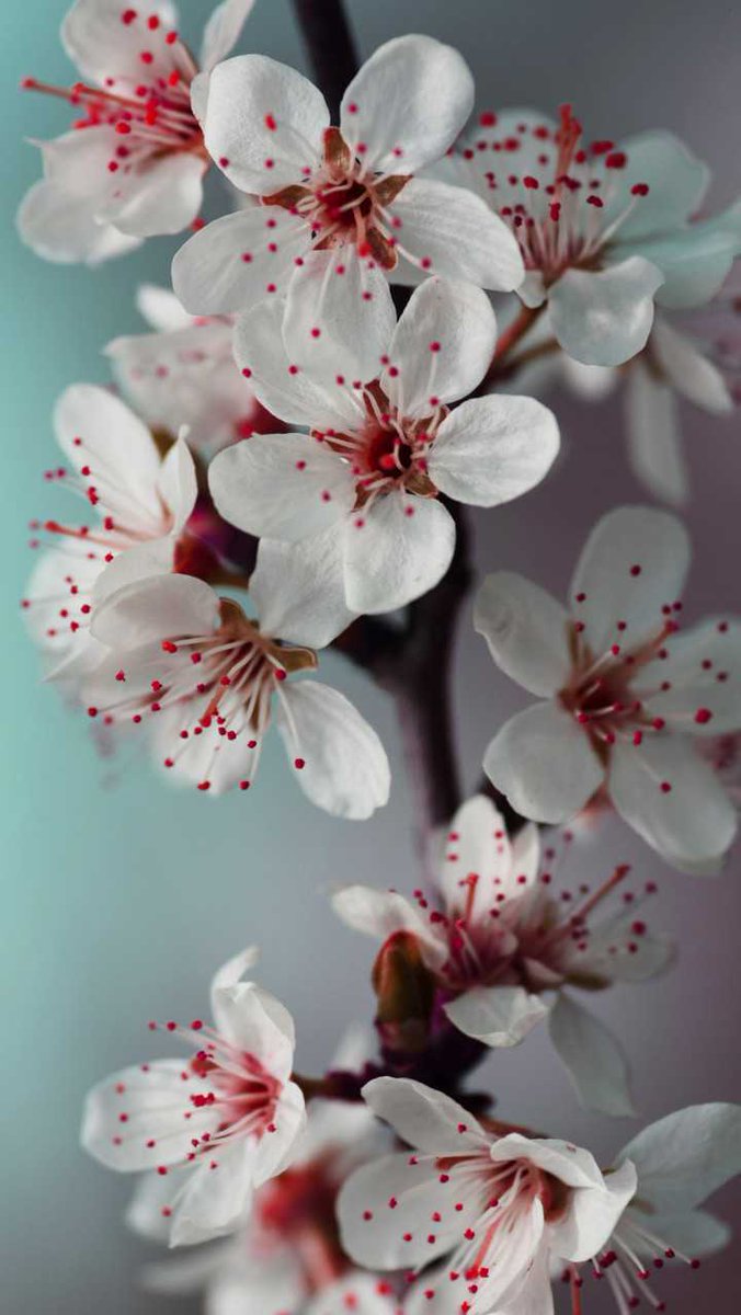 ruben_corella's tweet photo. #whiteflowers #floresblancas #fleurs #flower #bloosoms #fleurs #flores #flowers #flowerlover #flowerphotography #FelizSabado #saturdayflowers #finde #weekendflowers #photo #finde https://t.co/Or0pEdDemt