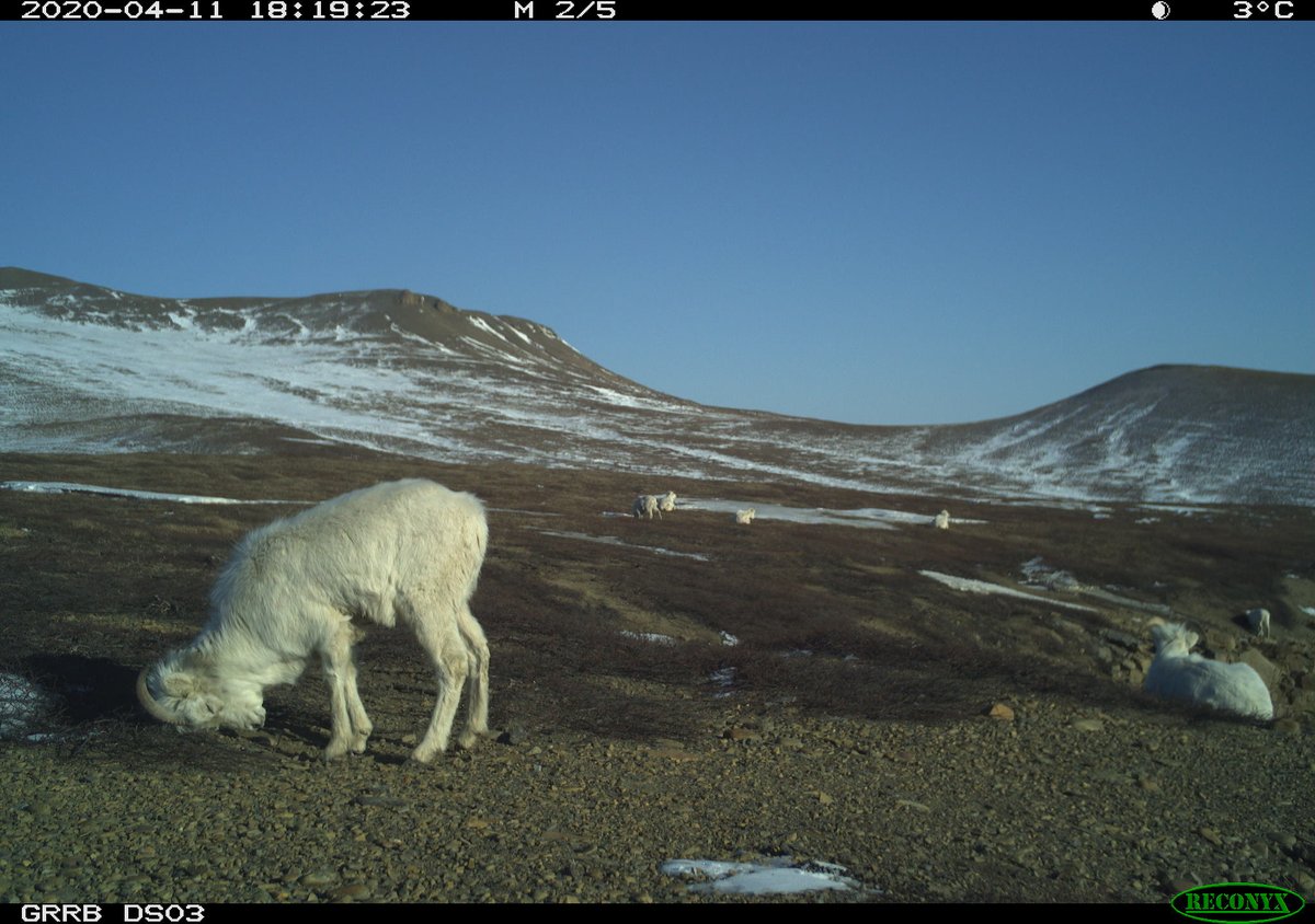 sydney_goward's tweet photo. Me approximately 12 minutes into opening #RStudio
#TheDiviiProject #CameraTrapping https://t.co/XXZ12uz08f