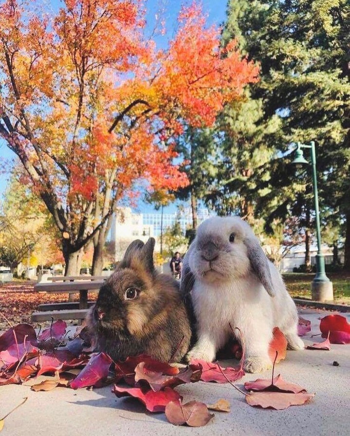 sacstate's tweet photo. Happy Friday, Hornets!
#FallingForSacState from your POV. ππ
πΈ Instagram
1: mariicelah_v20
2: izzys_eyes
3: _thevuefinder
4: potatoebun https://t.co/keZDgzeV9J
