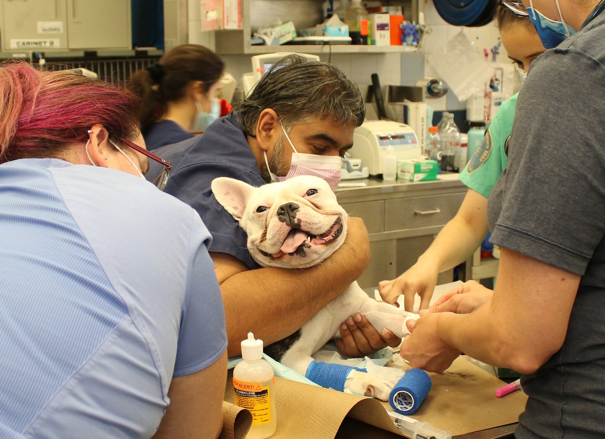 amcny's tweet photo. BIG NEWS! 🎉 We are thrilled to announce that @KodiakCare is partnering with AMC to provide funding for critical veterinary care to families who lack financial means. We are deeply grateful for this commitment to our canine patients!

Learn more: https://t.co/3YSQPyR2Nx https://t.co/9TgxoYa9Jm