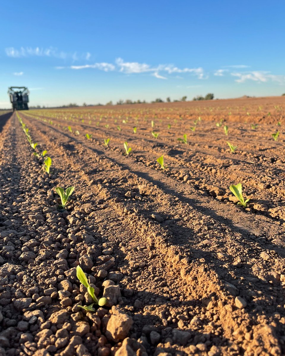 planttape's tweet photo. Planttape Romaine seedlings going in  🌱 🌱  Yuma, AZ📍 

#planttape #agriculture #transplanter #agtech https://t.co/WUJSt67OJQ