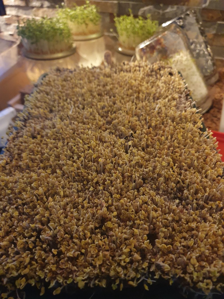 🌱 Rucola micro groenten dag 3... Dit gaat de goede kant op!

#sprouts #microgreens