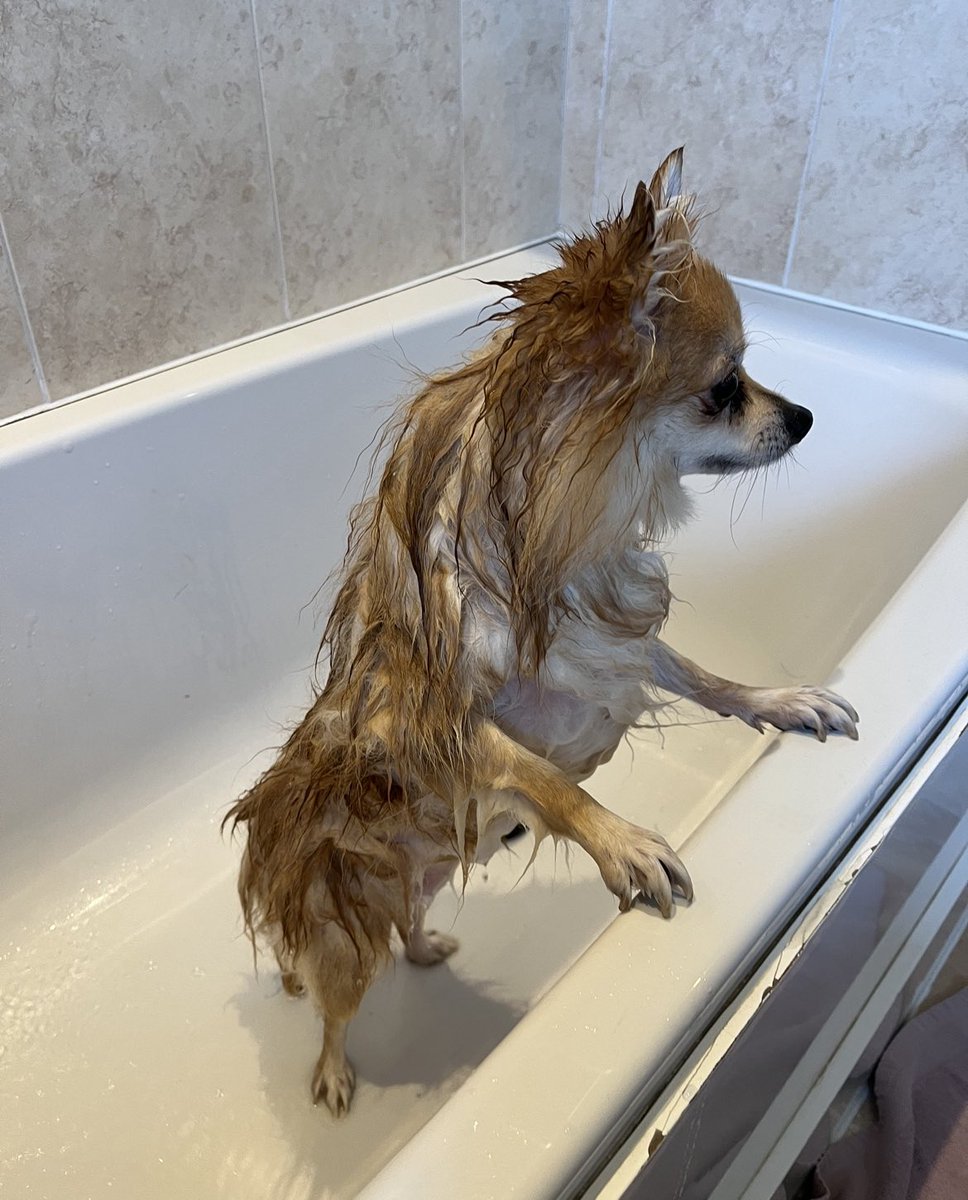 chipscott140's tweet photo. @rainy101 Imagine my delight when returning home to find this. In the bath. https://t.co/sc9j781VoV