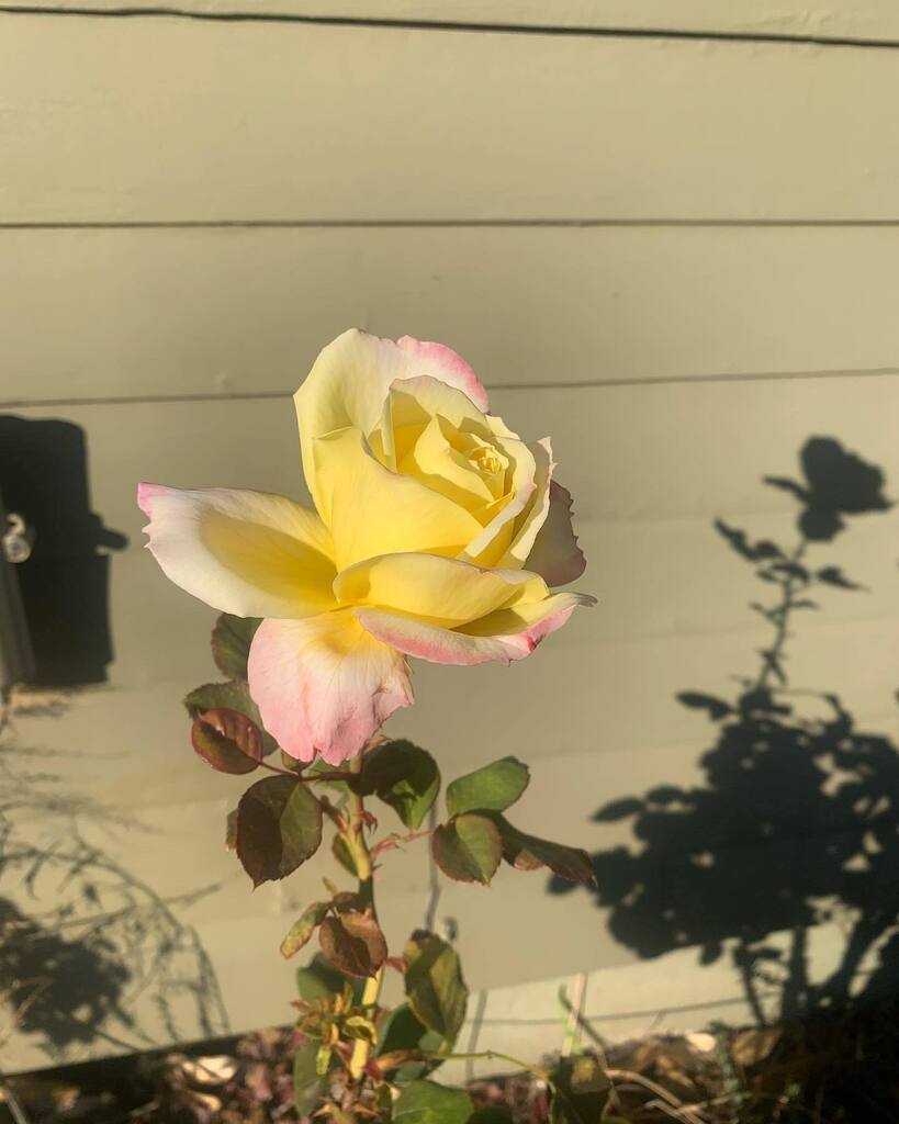 ZalmaBour's tweet photo. love the in-between and small moments &amp; you’ll love ur life I think :’) https://t.co/l4NDQS7V90