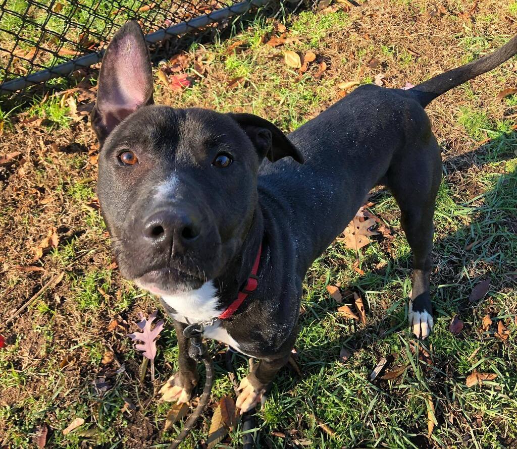 fotnhas's tweet photo. Happy Friday from adoptable Charlie Brown and that ear!! 😍 #adoptme #charliebrownthedog #newhavenanimalshelter #thatearthough https://t.co/L43O6rKqWg https://t.co/Cw4ktHPSHy