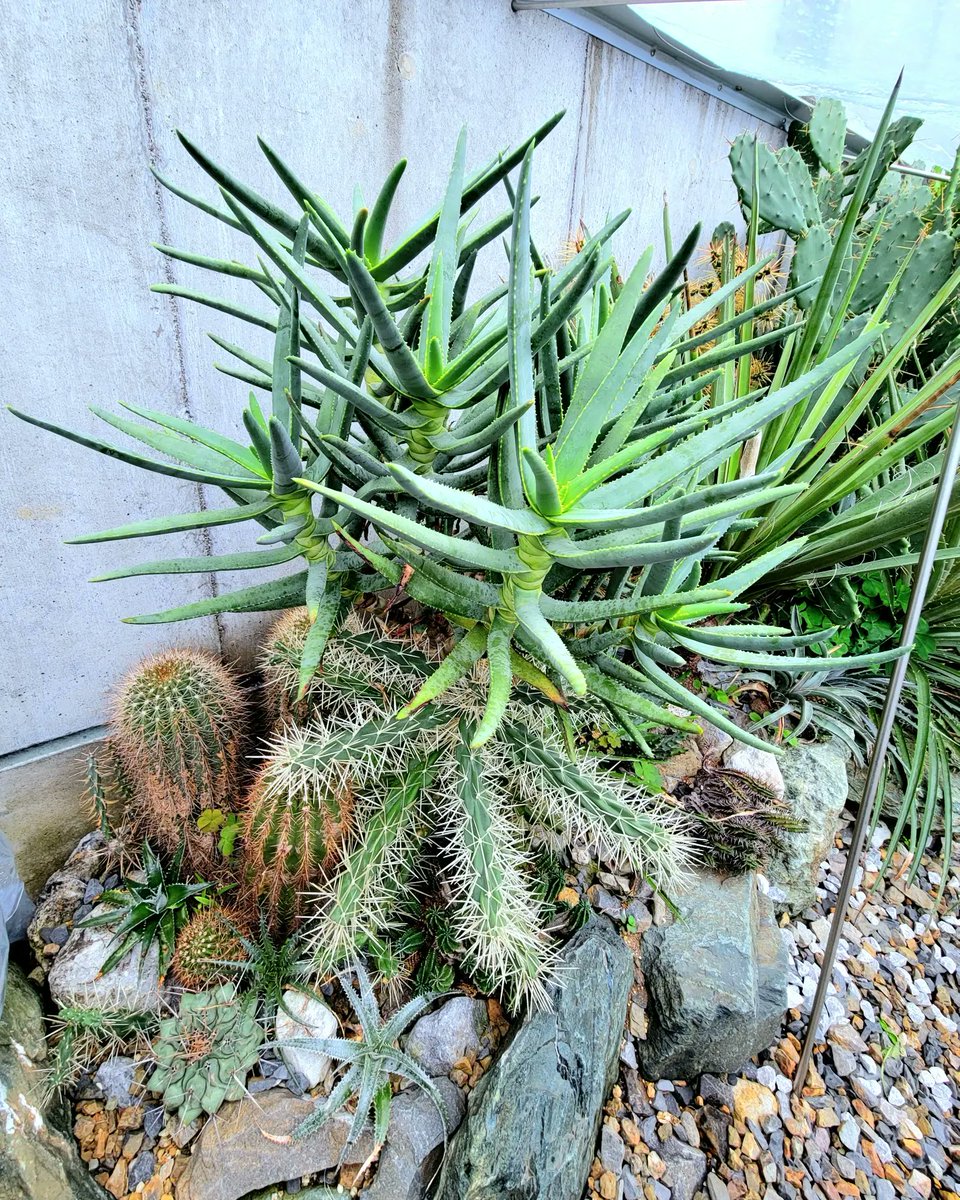drybizarre's tweet photo. Aloidendron ramosissimum

今年の春先に地植えしたアロエ ラモシシマ

無事に越冬できますかね(^^;;

落ちてしまう子はいつも2月に入る頃にダメージが蓄積して症状がでてきますからね

駄目だったら、このエリアは一掃してサボテンエリアにしようと思います🤔

#アロエ　#aloe 　#Aloidendron https://t.co/9C4y41ahNl