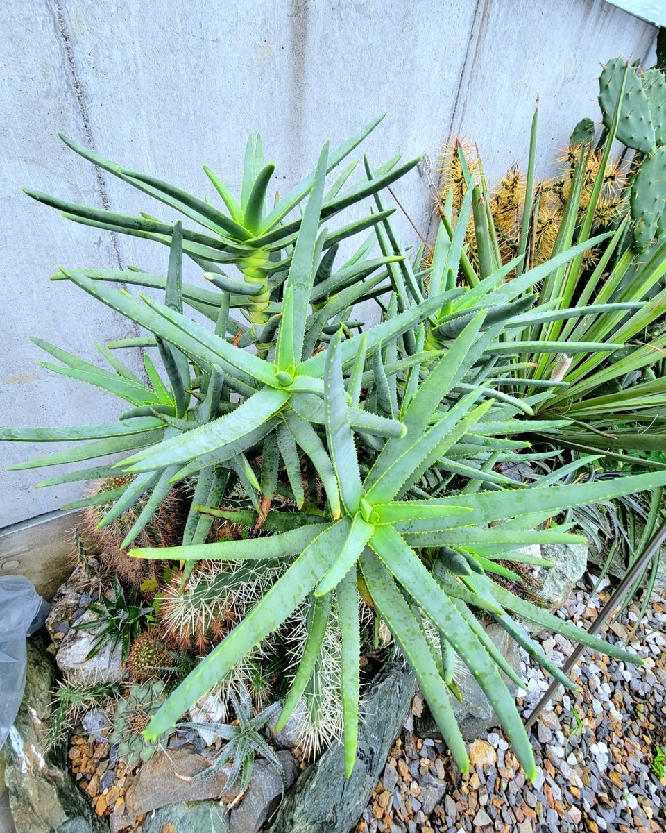 drybizarre's tweet photo. Aloidendron ramosissimum

今年の春先に地植えしたアロエ ラモシシマ

無事に越冬できますかね(^^;;

落ちてしまう子はいつも2月に入る頃にダメージが蓄積して症状がでてきますからね

駄目だったら、このエリアは一掃してサボテンエリアにしようと思います🤔

#アロエ　#aloe 　#Aloidendron https://t.co/9C4y41ahNl