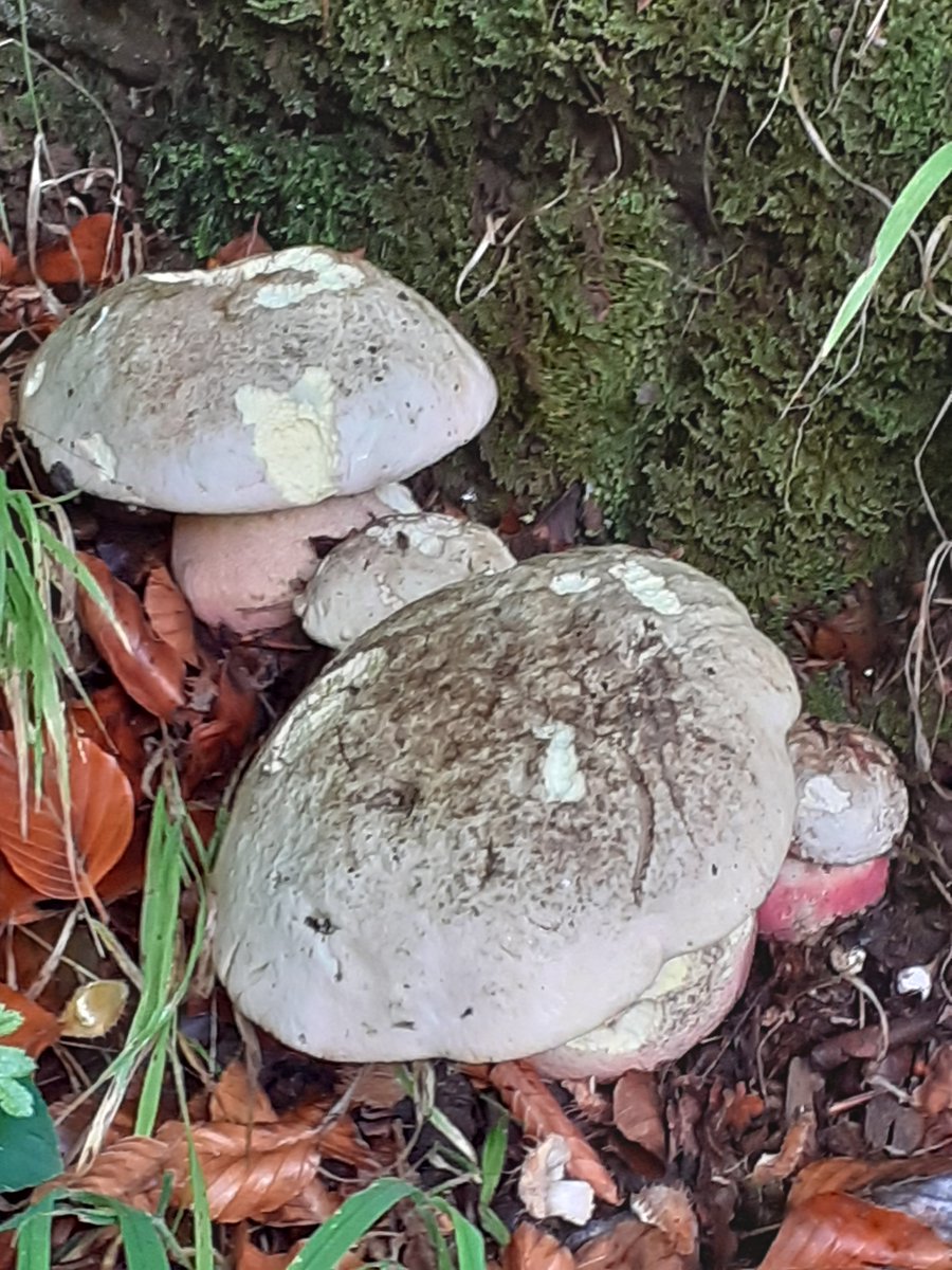 mattrogers70's tweet image. One of my first good finds from the 2022 fungi hunting season - magnificent Bitter Beech Boletes on the Blaise Castle Estate, 6th September #FungiFriday