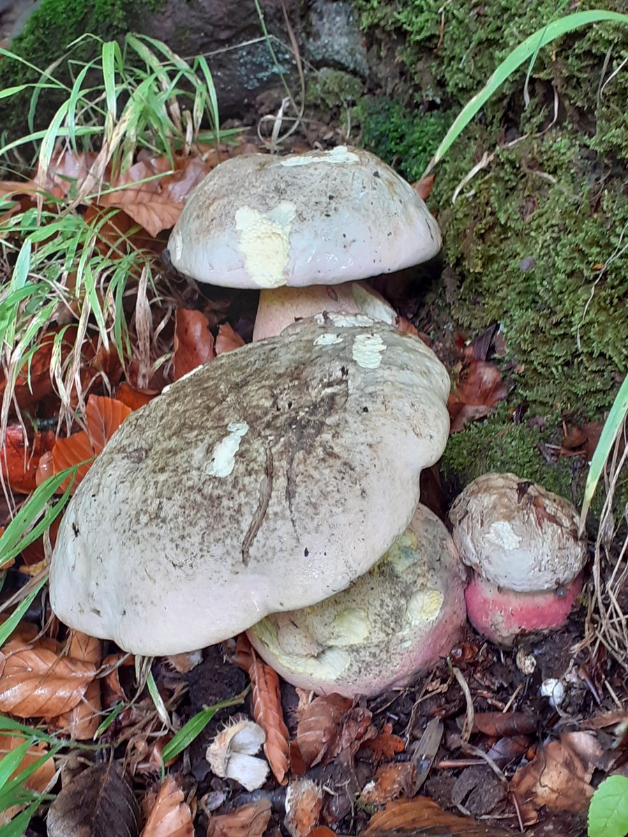 mattrogers70's tweet image. One of my first good finds from the 2022 fungi hunting season - magnificent Bitter Beech Boletes on the Blaise Castle Estate, 6th September #FungiFriday
