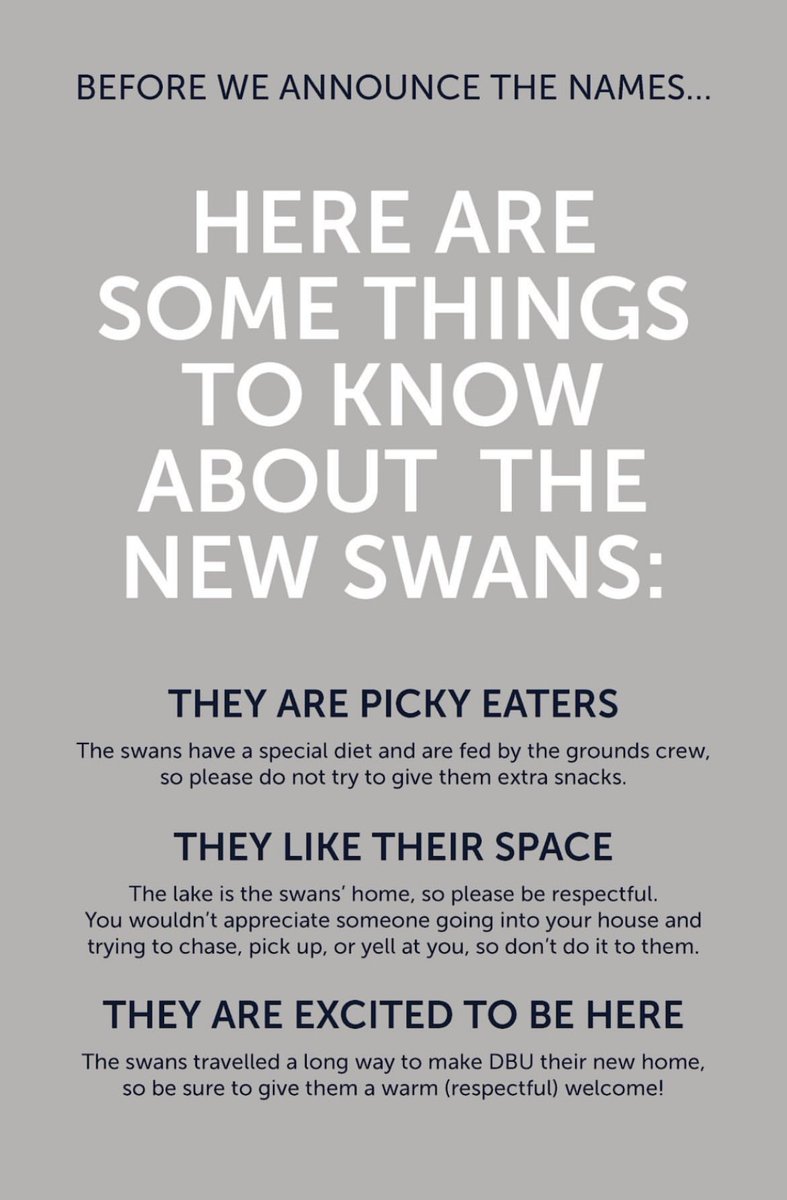 Beginning to think my roommate is also a swan