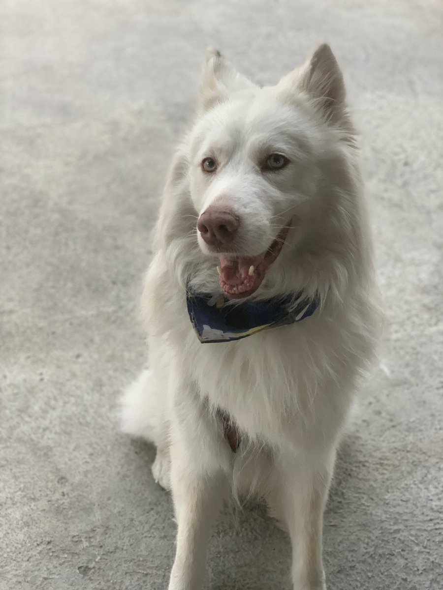 Hoy mi perro Zeus se perdió en Macaracuay. Lo buscamos toda la tarde pero no lo encontramos. Si alguno lo ve en los alrededores porfavor escríbanme🤍