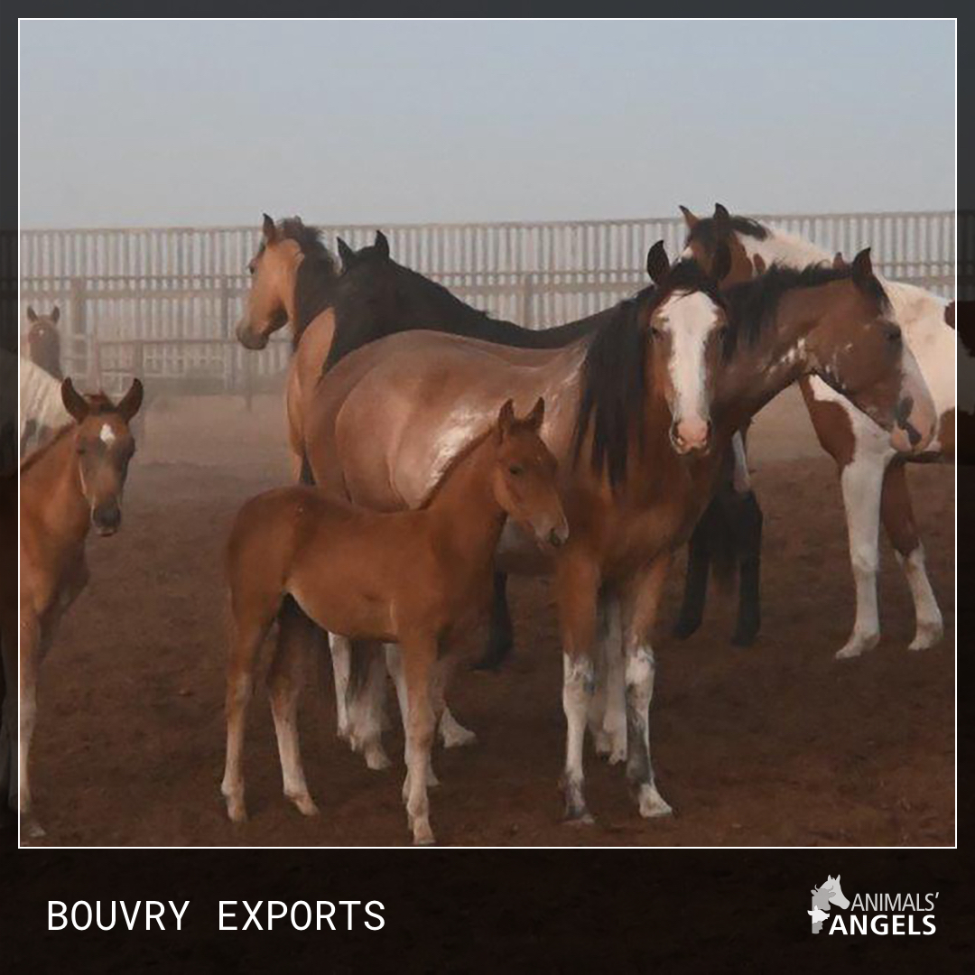 AnimalsAngelsUS's tweet photo. We need your help to shut down the driving force of the US/Canadian horse slaughter trade: Bouvry Exports. Help #AnimalsAngels cross them off our holiday hit list and stop animal abuse. https://t.co/wcCqAnVgde
#HolidayGiving #AnimalRescue https://t.co/989QM4WxWw