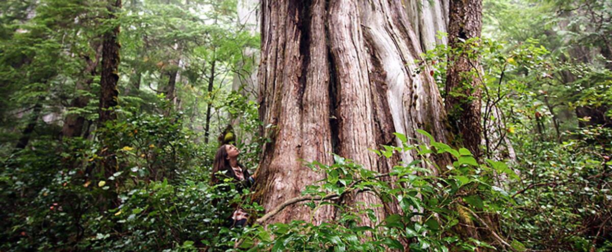 JaneKeeler5's tweet photo. Join me and chip in to help @standearth ramp up the pressure on the BC government to protect the last old growth forests, NOW! #StandingForChange https://t.co/mzxR6EF1P4
Less than 1% of BC  forests contain these giants! Tell Horgan 
&amp; BC  NDPs: Stop this slaughter! https://t.co/ilO2QZkn1g