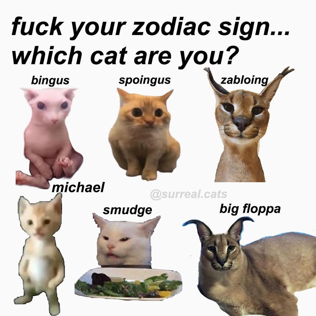 cats who share one braincell (@catbraincell) on Twitter photo 