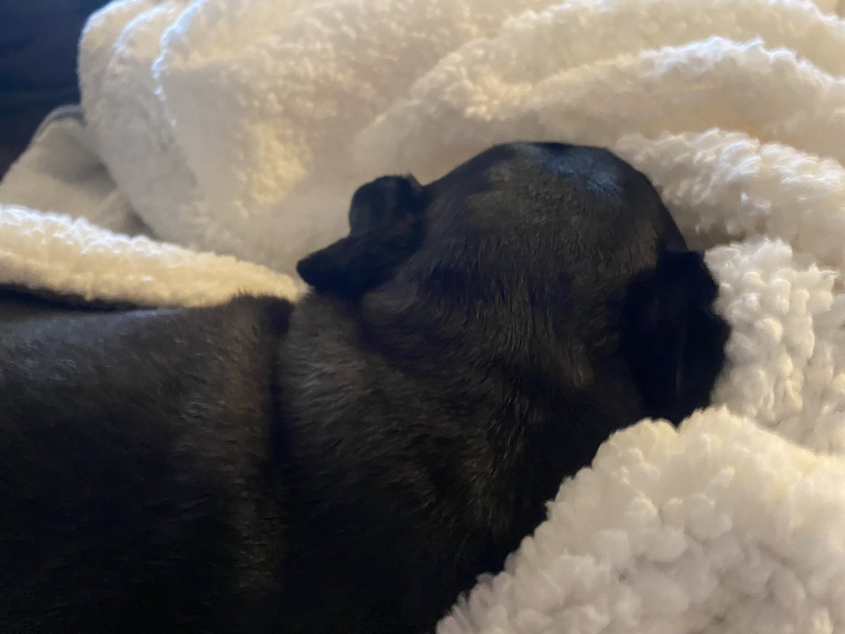 pug_goffman's tweet photo. @pugmama4life And it’s a hit! 💕 https://t.co/QAISP2ZinI